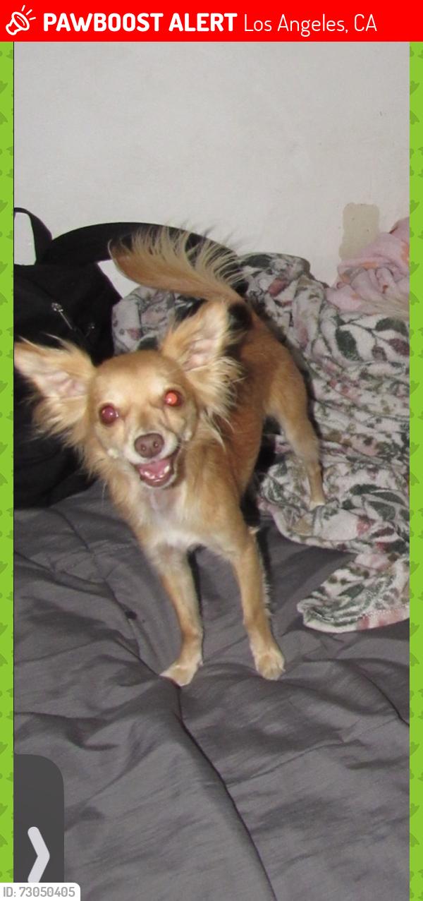 Lost Female Dog last seen Near e 108th st 90059, Los Angeles, CA 90059