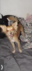 Lost Female Dog last seen Near e 108th st 90059, Los Angeles, CA 90059