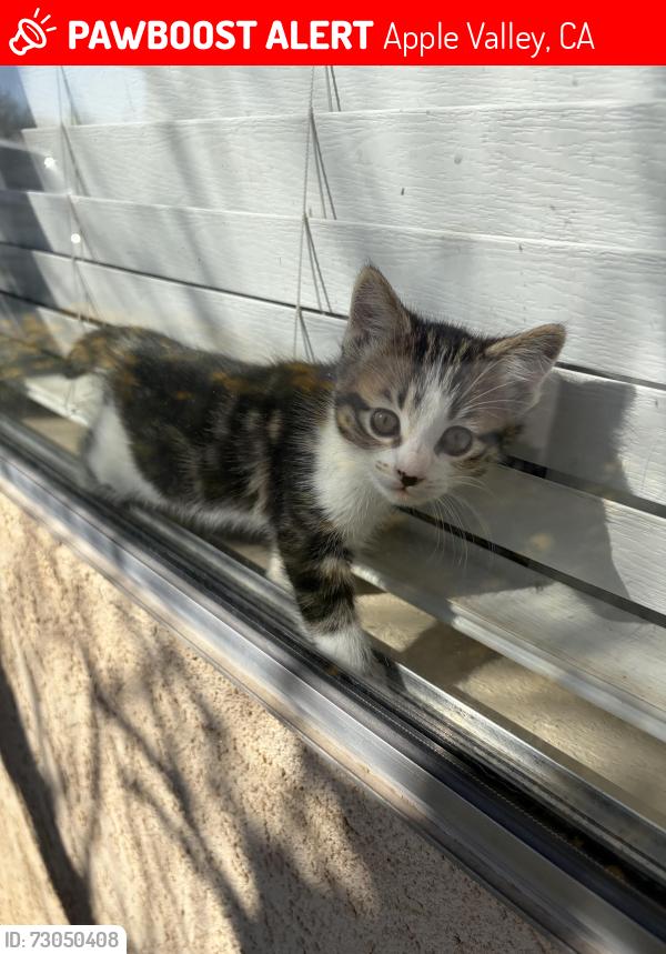 Lost Female Cat last seen unsure, Apple Valley, CA 92307