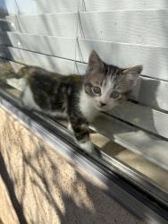 Lost Female Cat last seen unsure, Apple Valley, CA 92307
