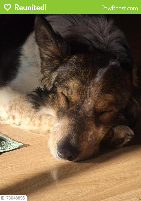 Reunited Male Dog last seen Spanaway loop and military, Spanaway, WA 98387