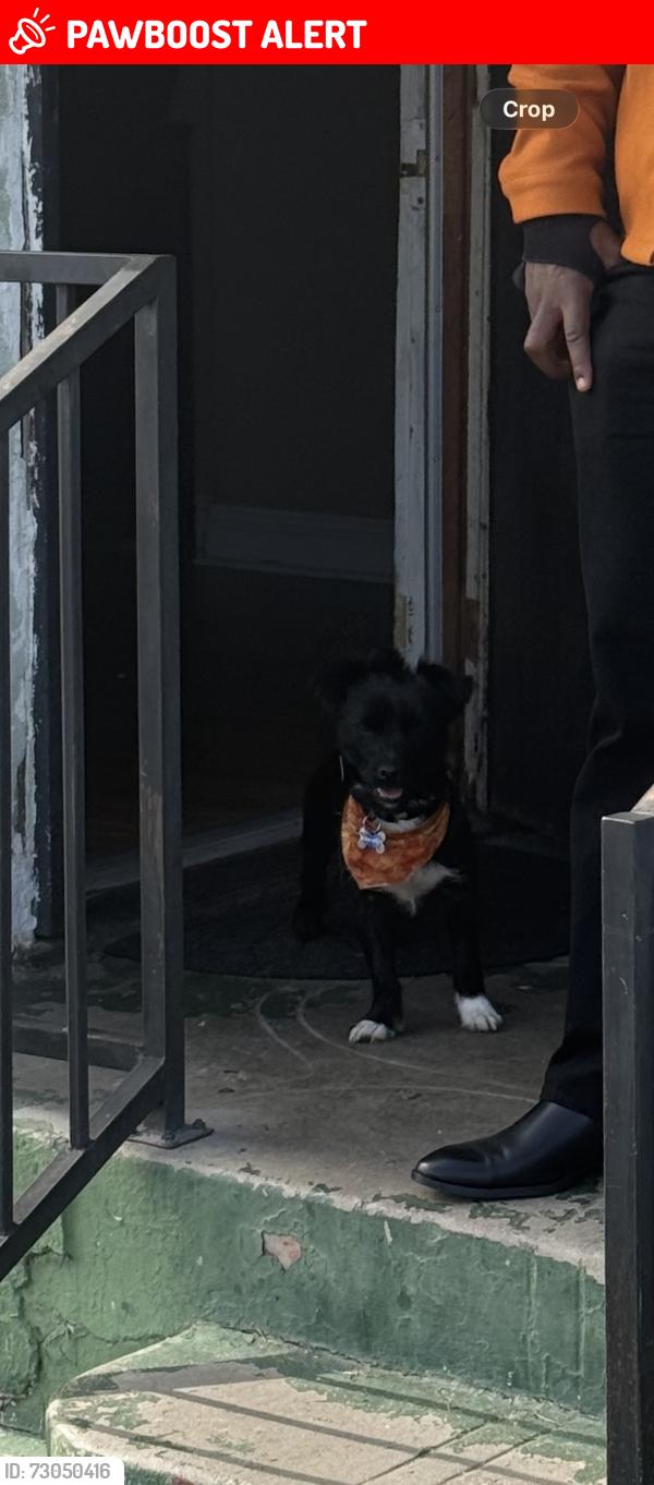 Lost Male Dog last seen 82nd and miramonte blvd, Florence-Graham, CA 90001