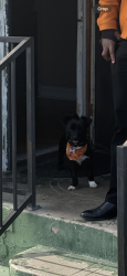 Lost Male Dog last seen 82nd and miramonte blvd, Florence-Graham, CA 90001