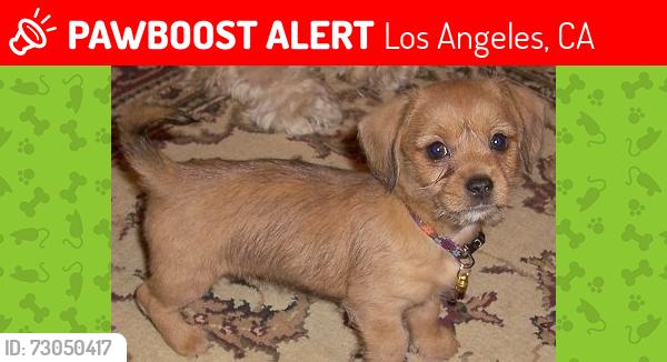 Lost Female Dog last seen Vineland and aqua Vista, Los Angeles, CA 91602