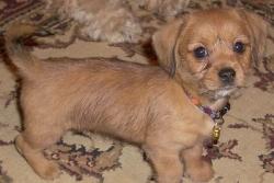 Lost Female Dog last seen Vineland and aqua Vista, Los Angeles, CA 91602