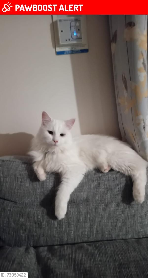Lost Male Cat last seen Gl2 5al , Gloucestershire, England GL2 5AL
