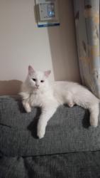 Lost Male Cat last seen Gl2 5al , Gloucestershire, England GL2 5AL