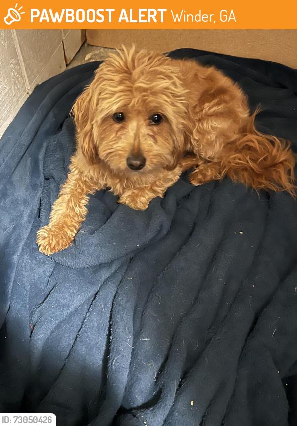 Found/Stray Female Dog last seen Landfill , Winder, GA 30620