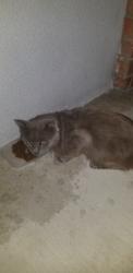 Found/Stray Unknown Cat last seen McFadden and Ward, Santa Ana, CA 92704