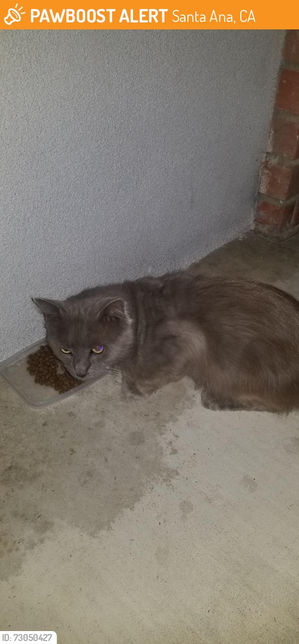 Found/Stray Unknown Cat last seen McFadden and Ward, Santa Ana, CA 92704