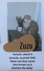 Lost Female Cat last seen Murrieta street, Menifee, CA 92584