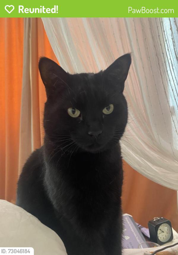 Reunited Male Cat last seen In the gardens between Holly Village and St Albans Road NW5, Greater London, England NW5 1RH