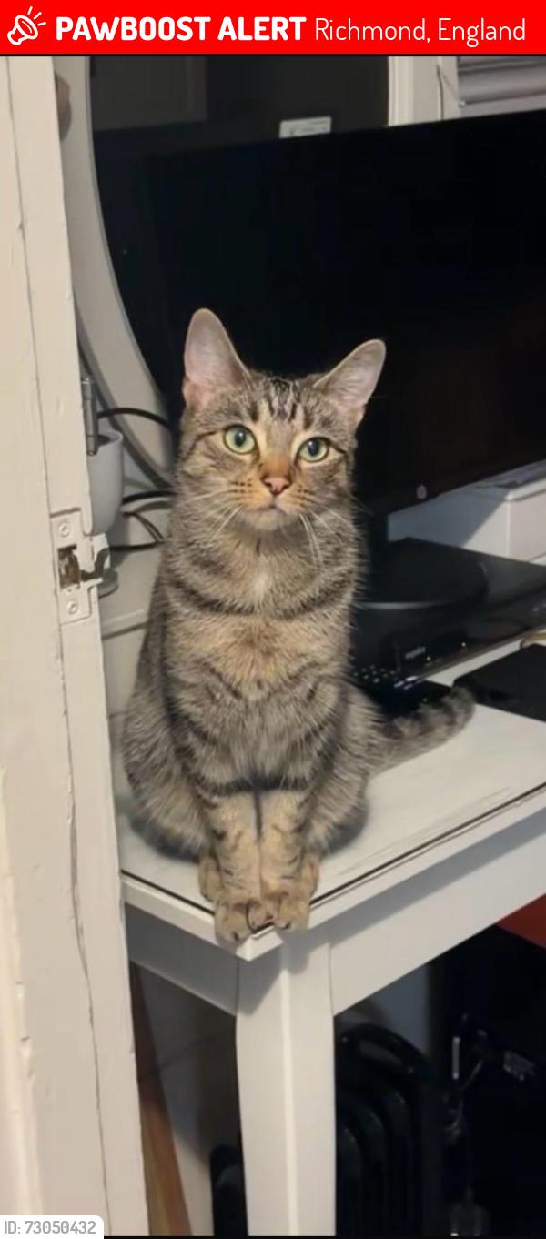Lost Female Cat last seen Near Craig Road, Richmond , Richmond, England 