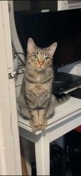 Lost Female Cat last seen Near Craig Road, Richmond , Richmond, England 