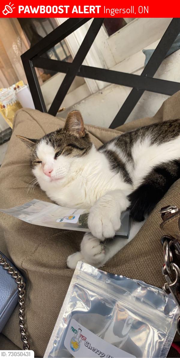 Lost Male Cat last seen Paul browns excavating, Ingersoll, ON N5C 2P5