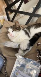 Lost Male Cat last seen Paul browns excavating, Ingersoll, ON N5C 2P5