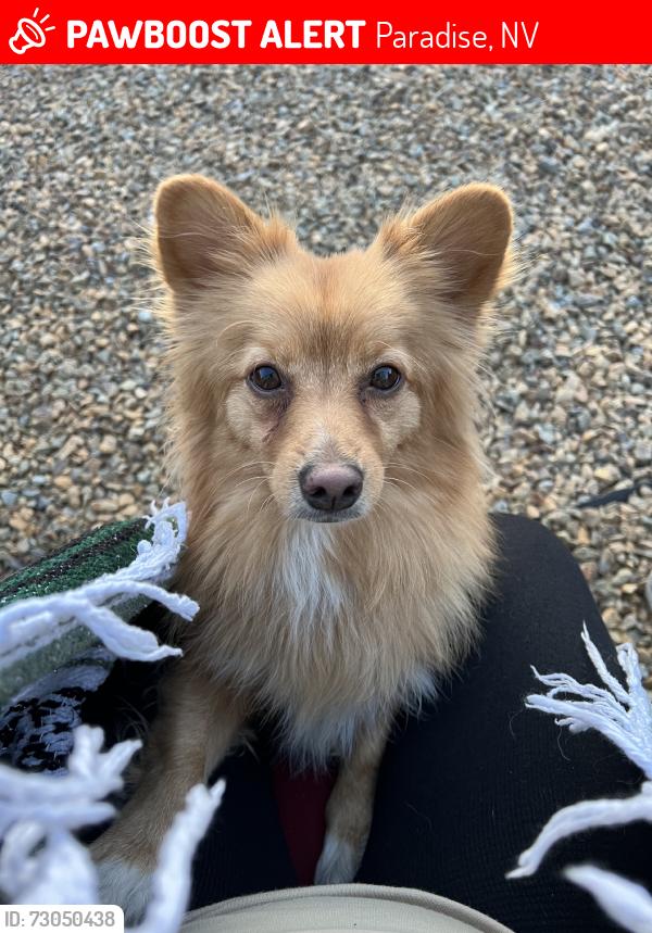 Lost Male Dog last seen Nellis & twain, Paradise, NV 89121