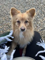 Lost Male Dog last seen Nellis & twain, Paradise, NV 89121