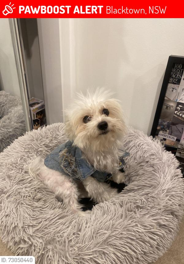 Lost Female Dog last seen Blacktown, Blacktown, NSW 2148