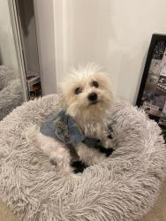 Lost Female Dog last seen Blacktown, Blacktown, NSW 2148