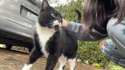 Lost Male Cat last seen Sunnyview rd ne, Salem, OR 97305
