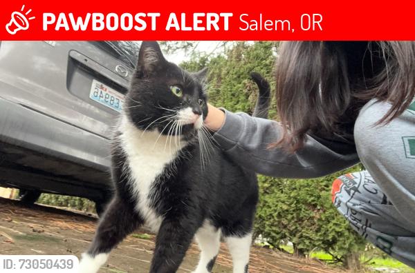 Lost Male Cat last seen Sunnyview rd ne, Salem, OR 97305