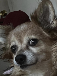 Lost Male Dog last seen m, San Fernando, CA 91342