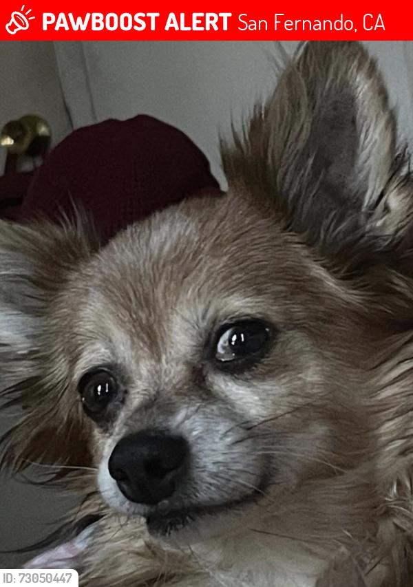 Lost Male Dog last seen m, San Fernando, CA 91342