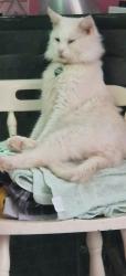 Lost Male Cat last seen Near allotments on phipps bridge road , Greater London, England 