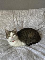 Lost Female Cat last seen Filwood Drive and Dyrham Rd area, South Gloucestershire, England BS15