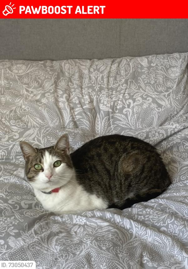 Lost Female Cat last seen Filwood Drive and Dyrham Rd area, South Gloucestershire, England BS15
