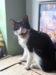 Lost Female Cat last seen Near home, Haydock, England WA11 0SN