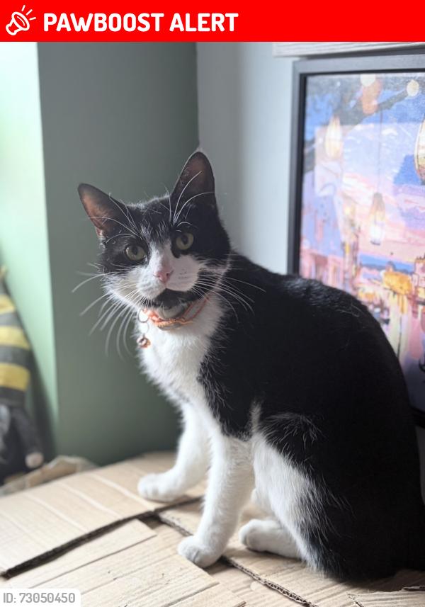 Lost Female Cat last seen Near home, Haydock, England WA11 0SN