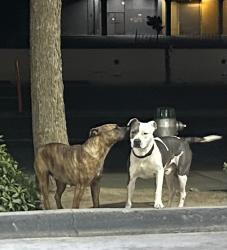 Found/Stray Male Dog last seen Shaw and Golden State, Fresno, CA 93722