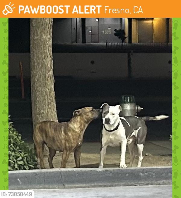 Found/Stray Male Dog last seen Shaw and Golden State, Fresno, CA 93722