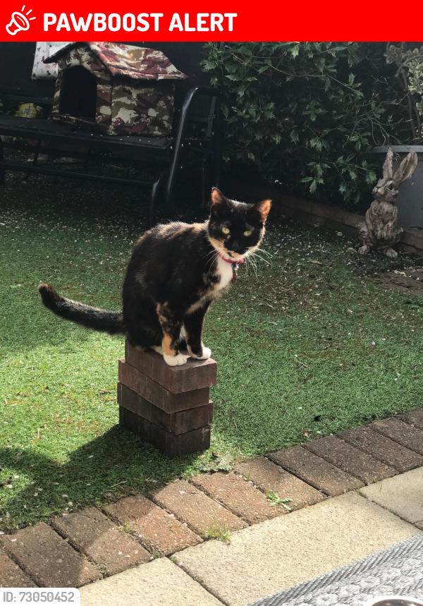 Lost Female Cat last seen St Alberts , Merseyside, England L28 8AJ
