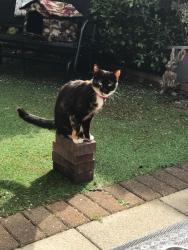 Lost Female Cat last seen St Alberts , Merseyside, England L28 8AJ