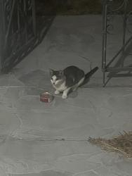 Found/Stray Unknown Cat last seen Northwest corner Lotus Dr and Oakhill, Bayonet Point, FL 34668