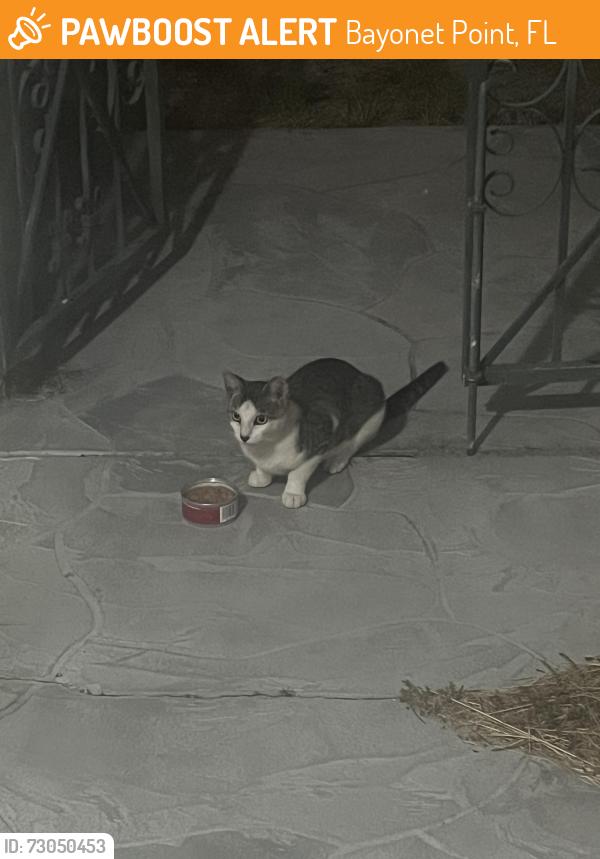 Found/Stray Unknown Cat last seen Northwest corner Lotus Dr and Oakhill, Bayonet Point, FL 34668