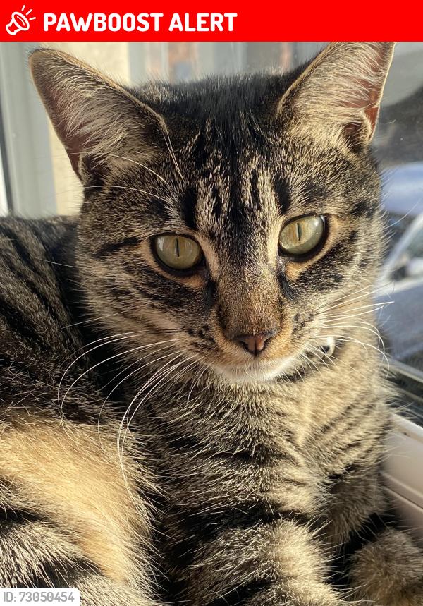 Lost Female Cat last seen Cherry Hinton , Greater Manchester, England OL1
