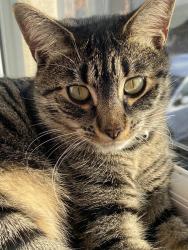 Lost Female Cat last seen Cherry Hinton , Greater Manchester, England OL1