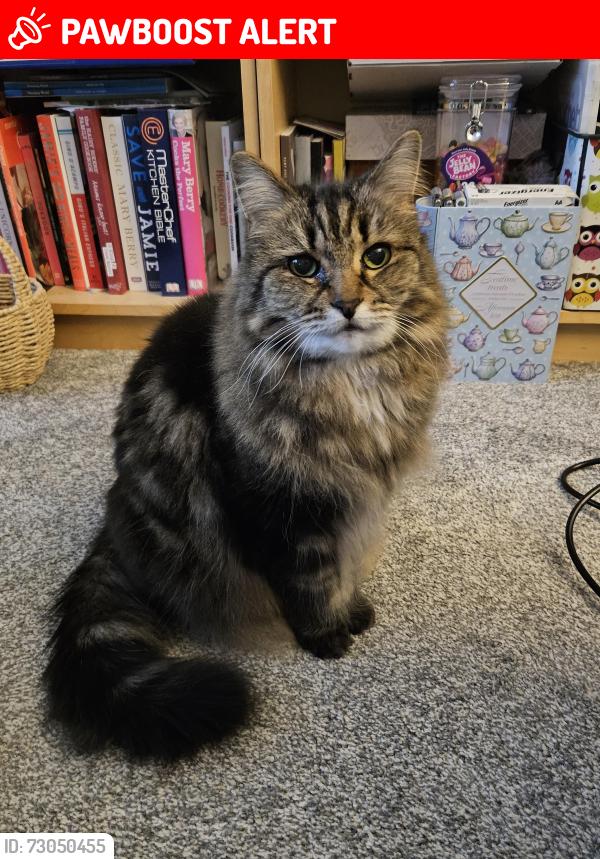 Lost Female Cat last seen Near Coppice Nook, Leigh, Greater Manchester, England WN7 5FW