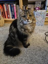 Lost Female Cat last seen Near Coppice Nook, Leigh, Greater Manchester, England WN7 5FW