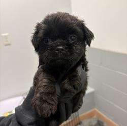 Shelter Stray Female Dog last seen Near Levant, San Diego, CA, 92111, 5500 Gaines St, San Diego, CA 92110, USA