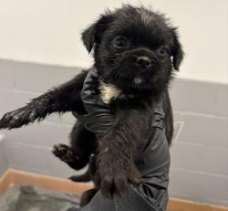 Shelter Stray Female Dog last seen Near Levant, San Diego, CA, 92111, 5500 Gaines St, San Diego, CA 92110, USA