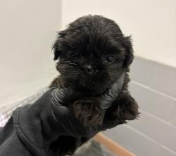 Shelter Stray Female Dog last seen Near Levant, San Diego, CA, 92111, 5500 Gaines St, San Diego, CA 92110, USA