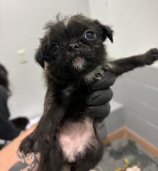 Shelter Stray Female Dog last seen Near Levant, San Diego, CA, 92111, 5500 Gaines St, San Diego, CA 92110, USA