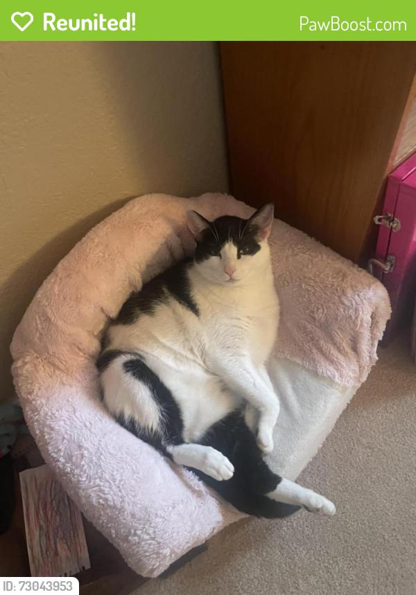 Reunited Male Cat last seen Lionshead Pkwy & Lynx Cove, Lone Tree, CO 80124