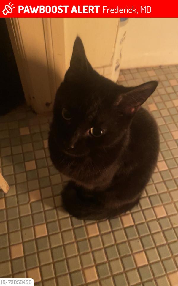 Lost Female Cat last seen Near liberty road walkersville MD, Frederick, MD 21701