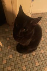 Lost Female Cat last seen Near liberty road walkersville MD, Frederick, MD 21701